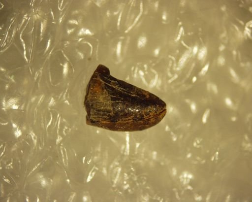 Pelycodus abditus