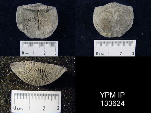 Stropheodonta demissa