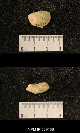 Sowerbyella sp.