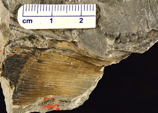 Calamites sp.