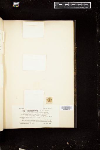 Desmidium baileyi