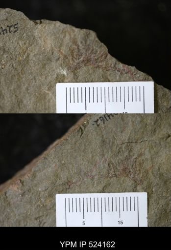 undet. Graptolithina