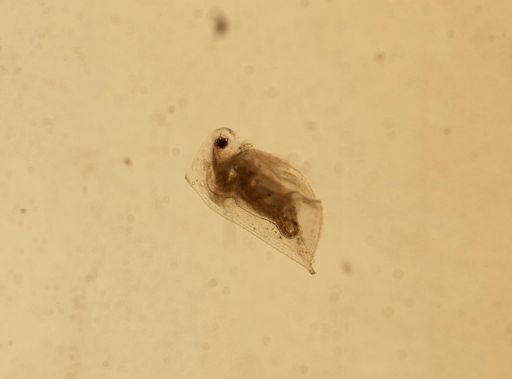 Daphnia pulex