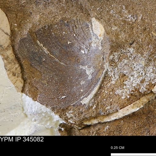 Limopsis striatopunctatus