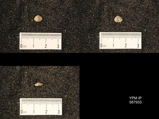 Zygospira modesta