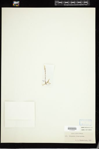 Haliseris plagiogramma