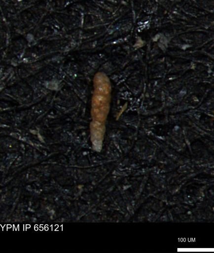 Verneuilinoides kansasensis