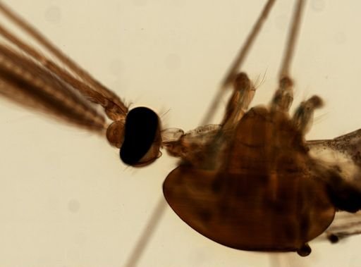 Anopheles