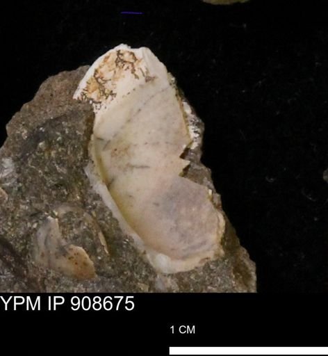 undet. Bivalvia