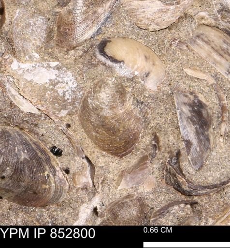 Limopsis striatopunctatus
