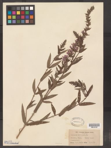 Lythrum salicaria