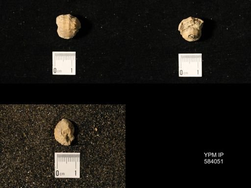 Pharkidonotus percarinatus tricarinatus