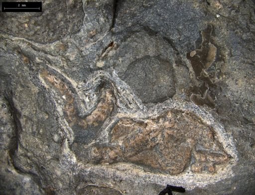 Aplocoma damesii