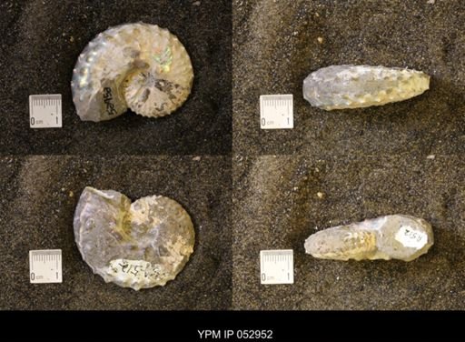 Discoscaphites gulosus