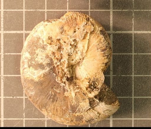 Hoploscaphites nicolletii