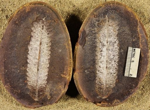 Pecopteris