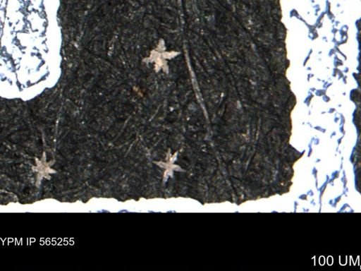 undet. Porifera