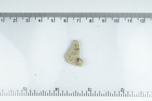 Cryptorhynchinae?