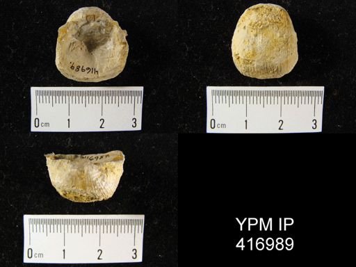 Productus sp.