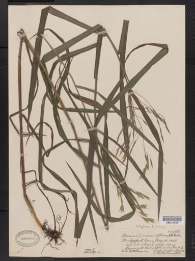 Bromus latiglumis