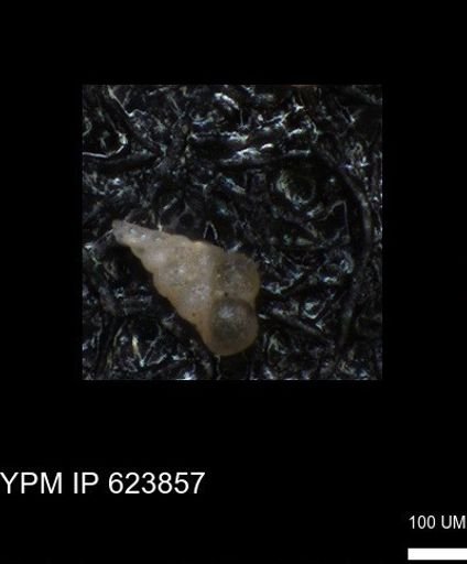 undet. Heterohelicidae
