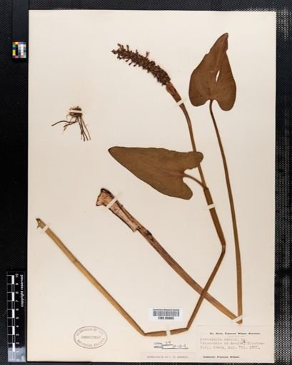Pontederia cordata