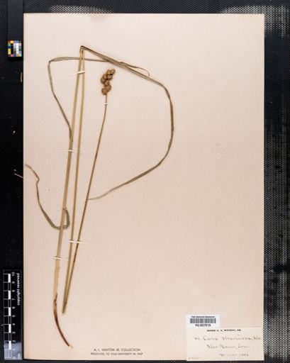 Carex straminea