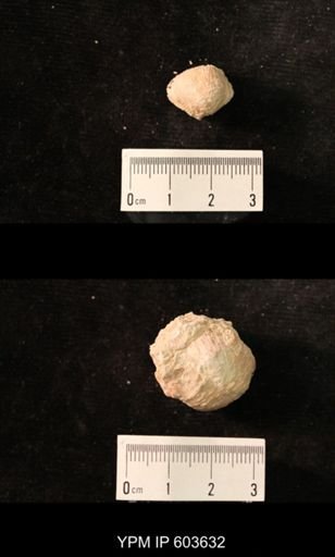 Productus cf. redesdalensis