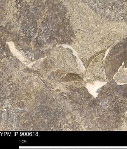 undet. Mollusca