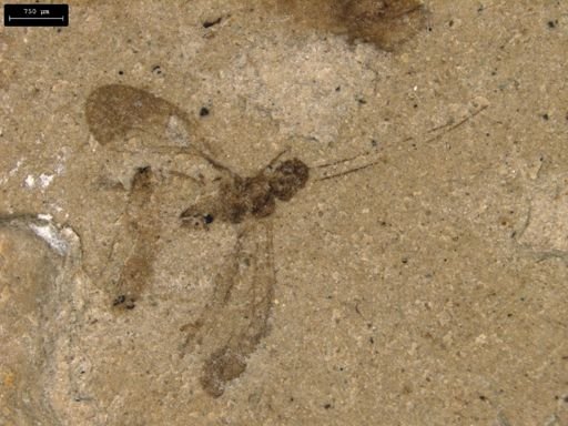 taxon undetermined