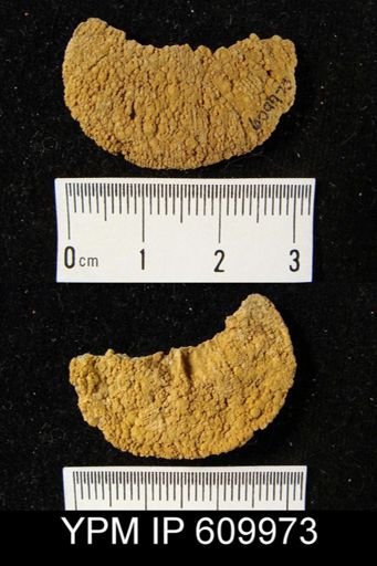 Rhipidomella oblata?