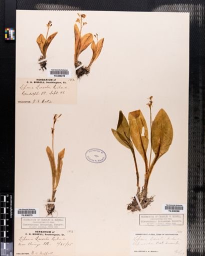 Liparis loeselii