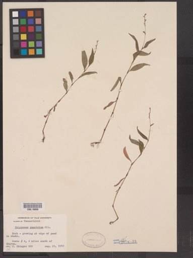 Polygonum punctatum