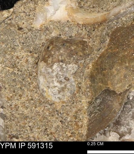 undet. Bivalvia