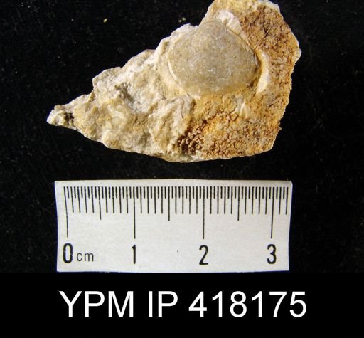 undet. Brachiopoda