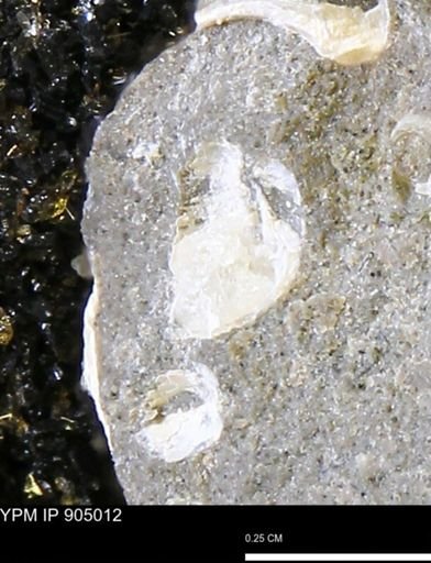 undet. Mollusca