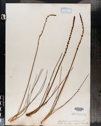 Triglochin maritima
