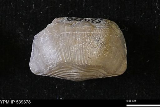 Leptaena concinna