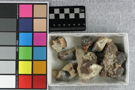 Archaeotherium mortoni