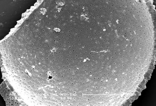 Globigerina bulloides