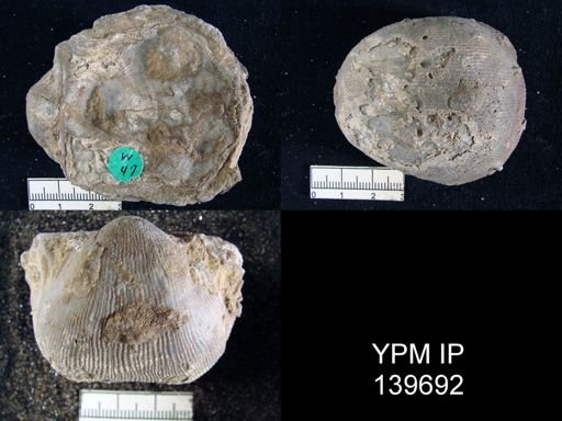 Productus (Linoproductus) lineatus