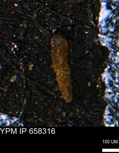 Verneuilinoides kansasensis