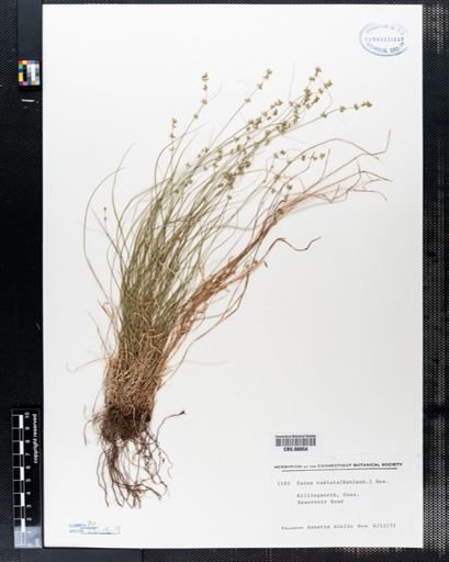 Carex radiata
