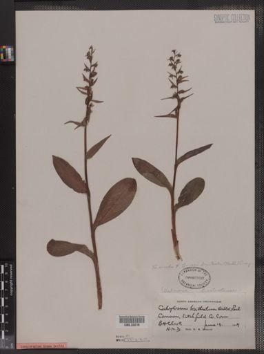 Habenaria viridis bracteata