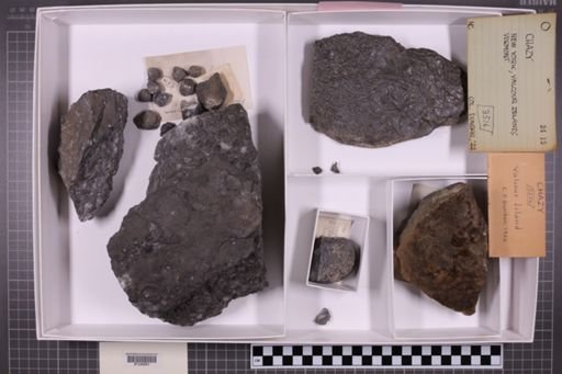 mixed taxa, stratigraphic collection