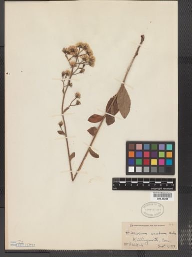 Hieracium scabrum