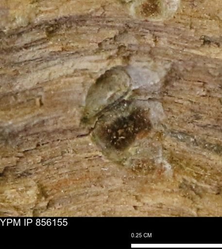 Teredo sp.