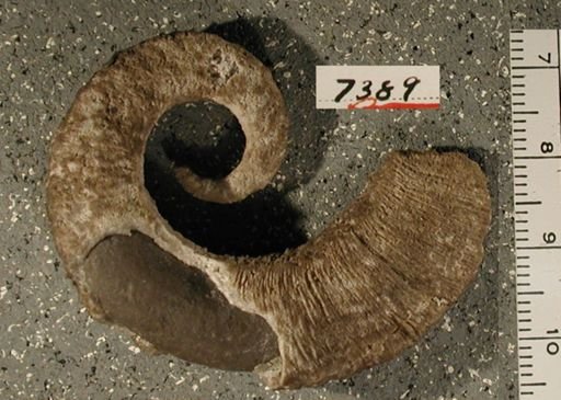 Rossospira harrisae