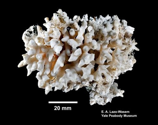 Seriatopora hystrix