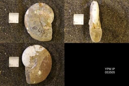 Hoploscaphites nicolletii